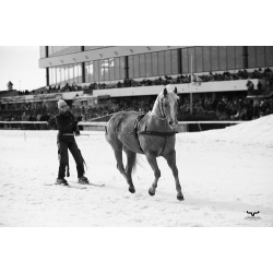 Skijoring Harness - Premium